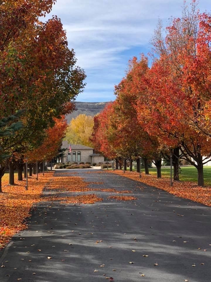 Fall Trees